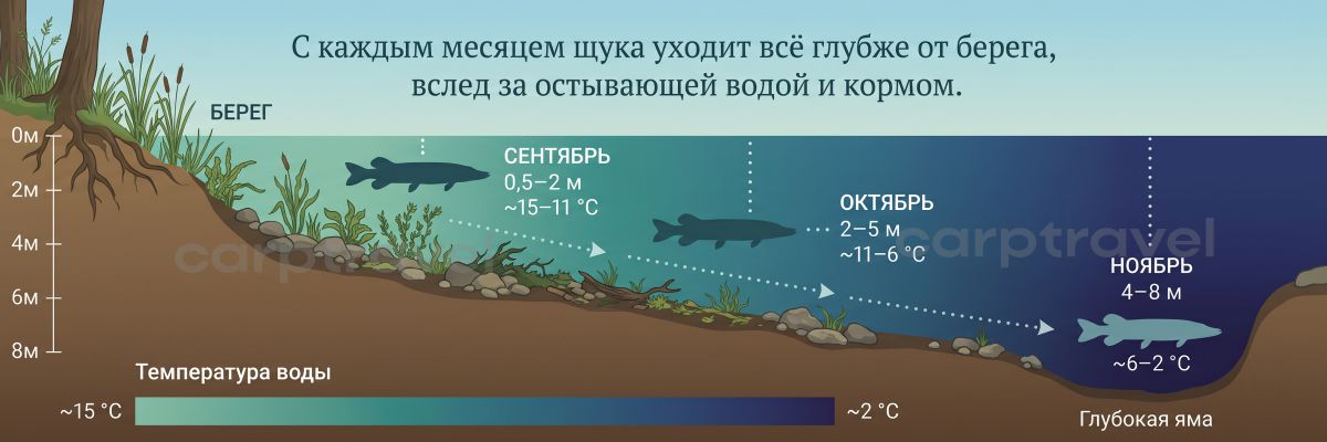 С каждым месяцем щука уходит от берега глубже, вслед за остывающей водой и кормом С каждым месяцем щука уходит от берега глубже, вслед за остывающей водой и кормом