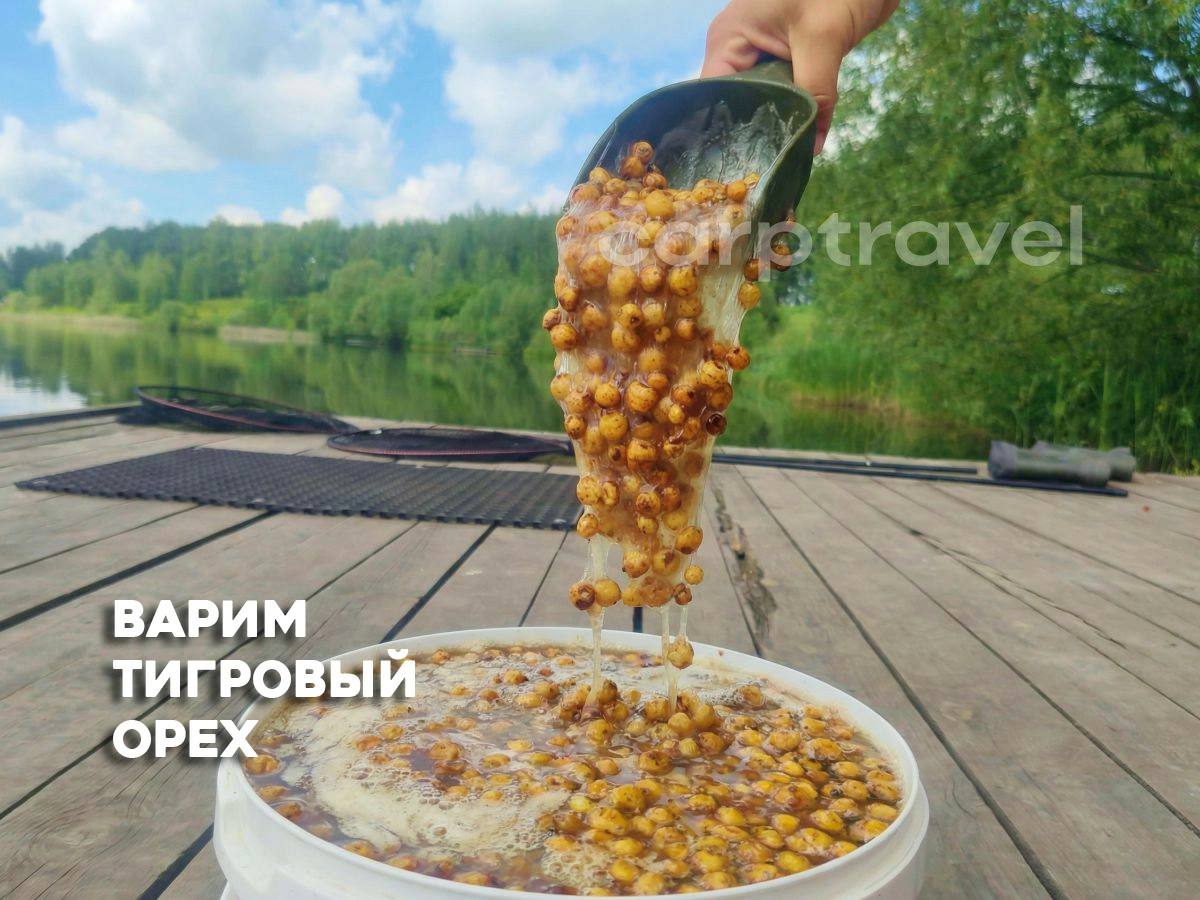 Как приготовить тигровый орех для рыбалки на карпа — варим правильно Как приготовить тигровый орех для рыбалки на карпа — варим правильно