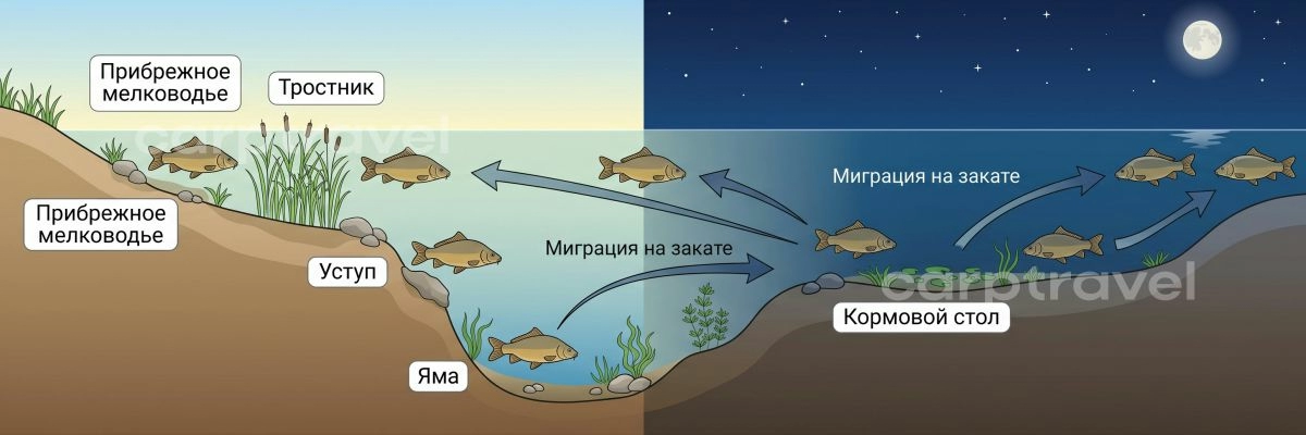 Схема перемещения карпа в течение суток